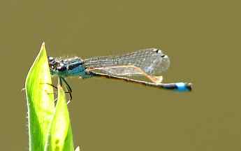 Damsel Fly and Light - copyright ©2010 Barry Evans